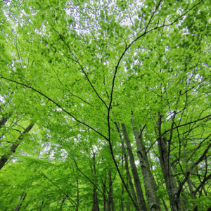 Corso Pratico per nuove Guide Ambientali Escursionistiche